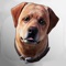 Dex: Your AR Dog Companion is an augmented reality pet simulation game based around Dex the Labrador