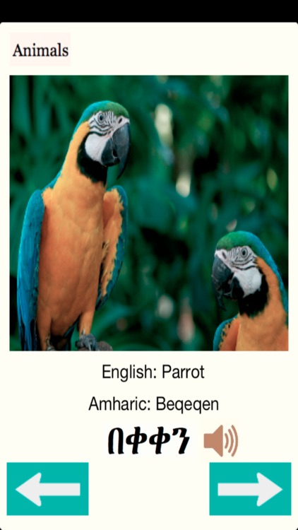 Animals Names in Amharic