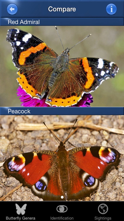 Butterfly Id - UK Field Guide