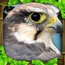 Get Falcon Simulator for iOS, iPhone, iPad Aso Report