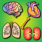 Top 37 Education Apps Like Los órganos del cuerpo para niños: Enseña a los niños en el hogar y en las aulas, alrededor de diecisiete diferentes órganos (cerebro, el páncreas, los riñones y muchos más) - Best Alternatives