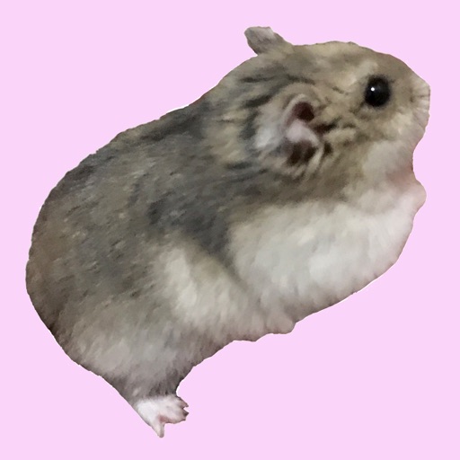 Cute Djungarian