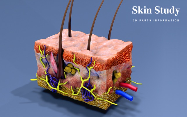 Skin Section 3D