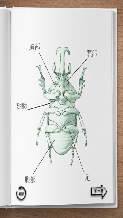 The Insect AR