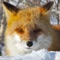 Cute Fox Healing Life
