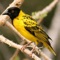 Presenting an African Birds Sounds compilation app with high quality sounds and songs of birds found in Africa