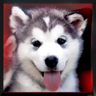 beleza e agilidade concurso de cão de pequeno porte: o mais bonito raça animal - edição gratuita icon