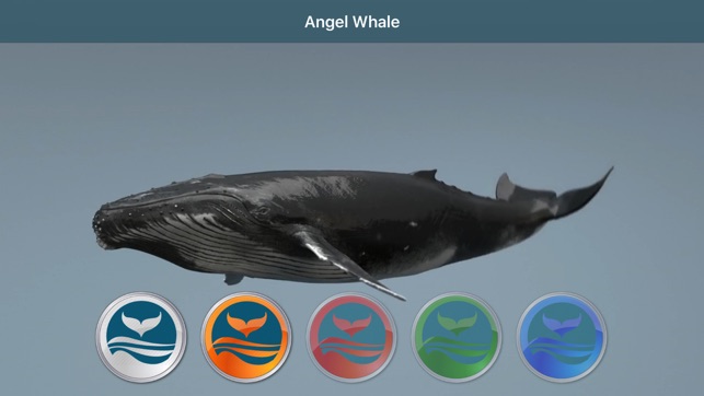 Angel Whale(圖4)-速報App