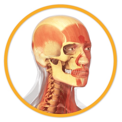 Miniatlas Anatomy Icon