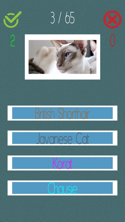 Cat Quiz (60+ Breeds)