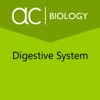 Digestive System