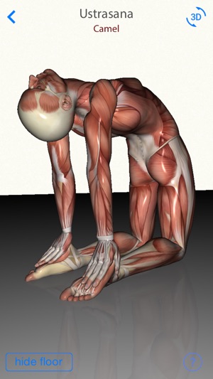 3D Yoga Anatomy Lite(圖3)-速報App