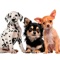 Best set of 100 realistic Chihuahuas, Dalmatians, German Shepherds, Labrador Retrievers and mix breed dogs to use in WhatsApp, Messages and chat apps