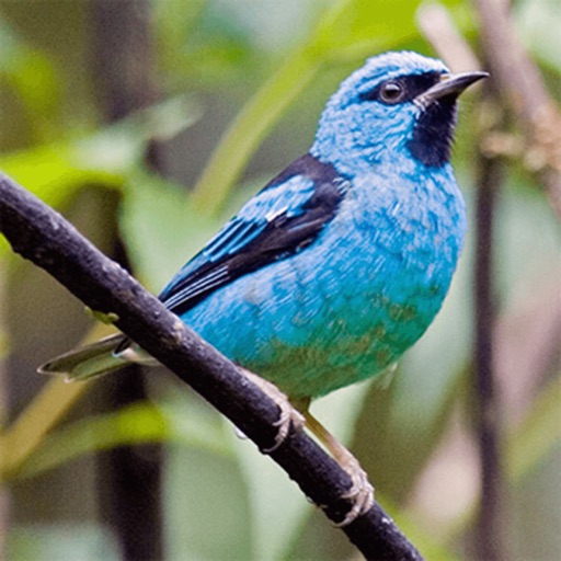 South American Birds Sounds iOS App