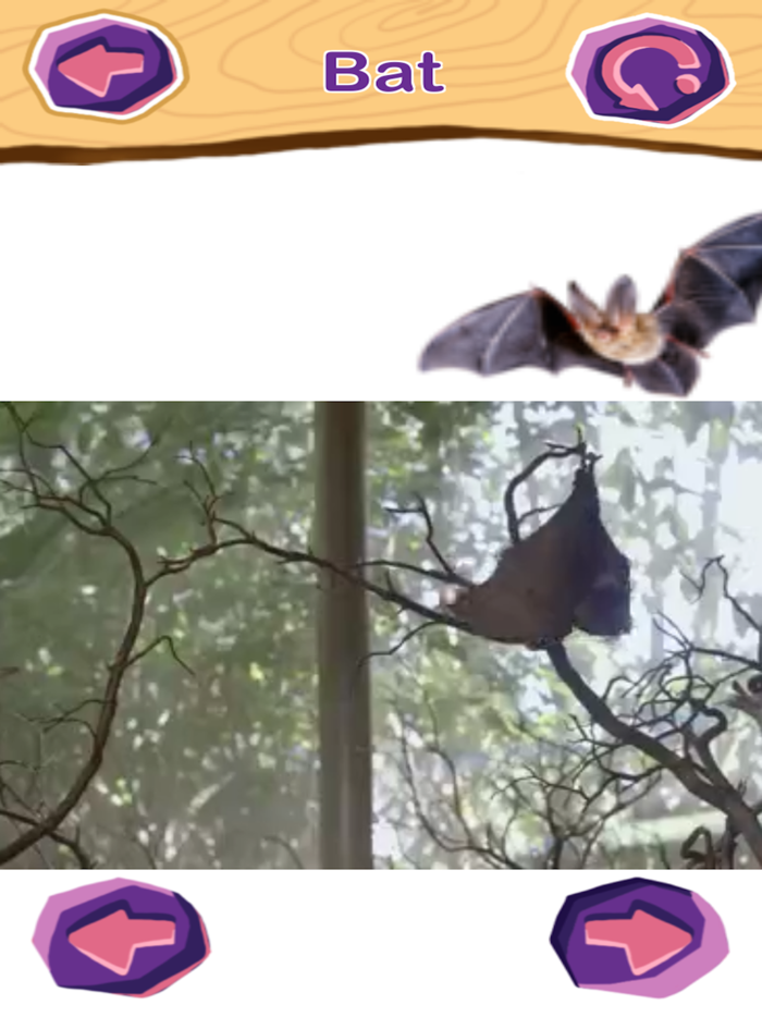 Baby Flash Cards 600 Toddler