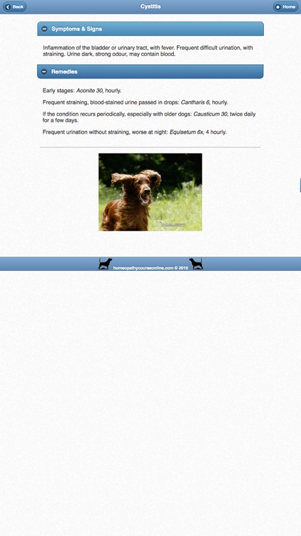 Homeopathy For Dogs