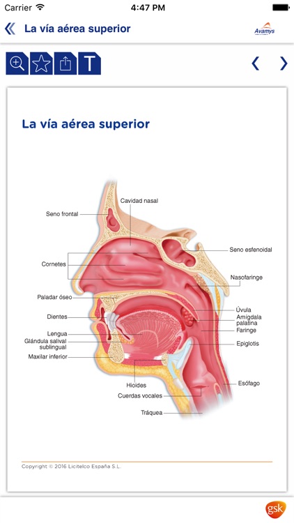 Miniatlas de las vías respiratorias altas screenshot-3