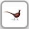 The official communicator app of Pheasant Hill Country Estate, Pretoria East, Gauteng, South Africa