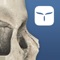 3D atlas of human skull anatomy