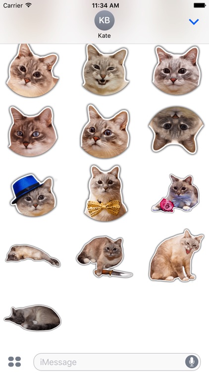 The hummy cat