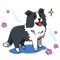 Cute Border Collie Dog Sticker