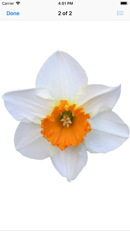 Daffodil Sticker Pack