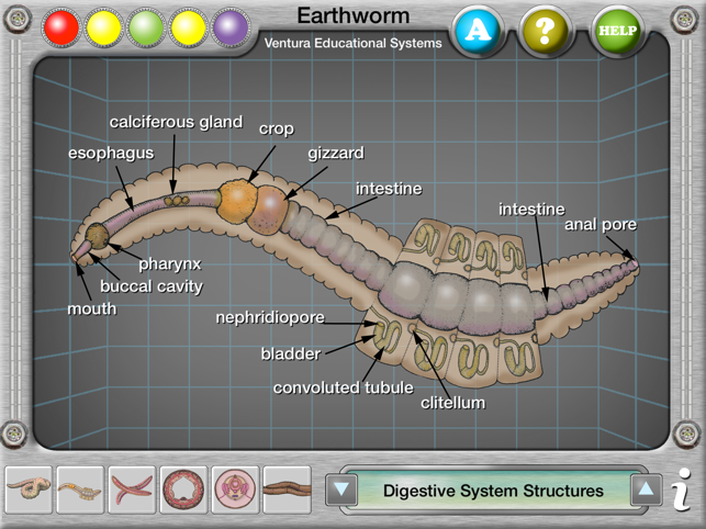 Earthworm Anatomy(圖2)-速報App