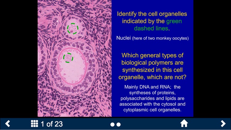 Histology - Basic Tissues