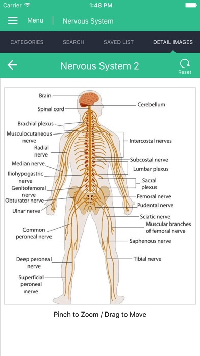 Nervous System Reference Guide screenshot 2