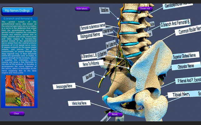 Hip Nerves Ending(圖4)-速報App