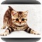 Cat Pics is a photo community for cat Owners and People who Loves Cats & Kittens