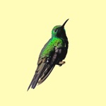My Hummingbird Stickers