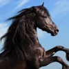 Horse and Pony jigsaw puzzles for kids & toddlers