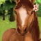 Horse Hotel makes you the owner of your own horse ranch