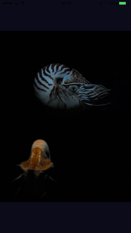 Fish in Aquamarine-FUKUSHIMA