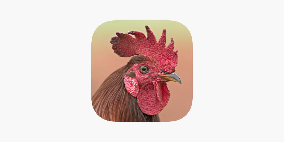 Rooster Sounds on the App Store