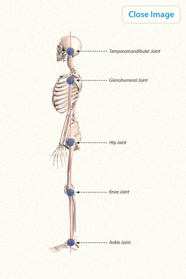 3D Yoga Anatomy screenshot 4