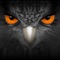 What is AVTECH EagleEyes-plus