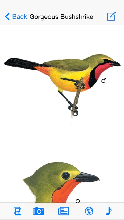 Sasol eBirds