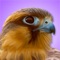 iBird Pro Field Guide to Birds of North America is Apple’s best-selling app for identifying any of the 963 species of birds on the North American continent