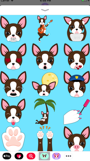 Chocolate Boston Terrier(圖3)-速報App