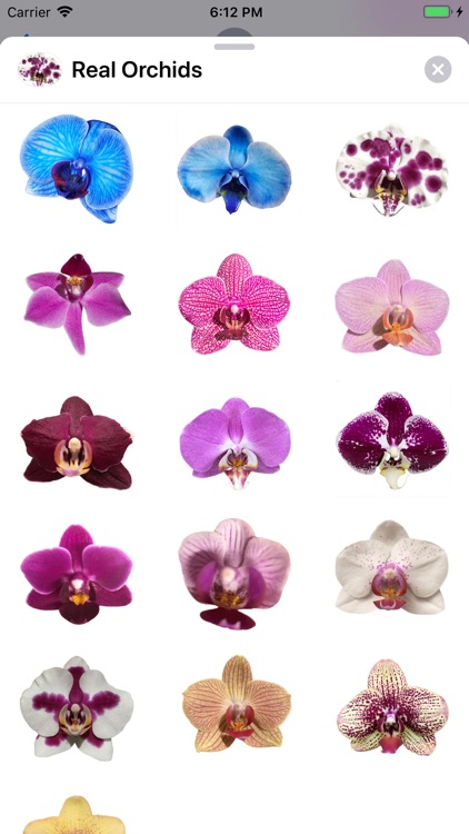 Real Orchids