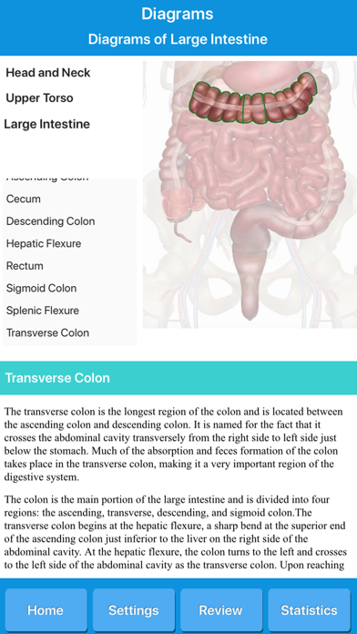 Human Digestive System Anatomy screenshot 3