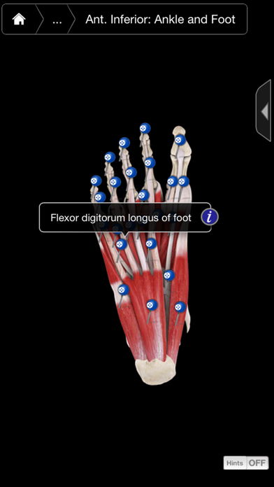 Muscle System Pro III - iPhone Edition Screenshot 3