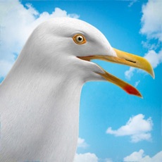 Activities of Seagull Simulator