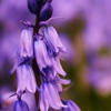 Bluebell Wallpapers HD: Quotes Backgrounds with Art Pictures