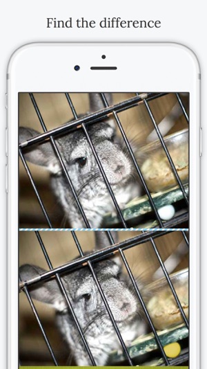 Find the Difference in Chinchilla(圖1)-速報App