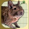 Help lovable fluffball Donny Degu collect his beloved Crocks