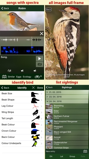 Birds of the Netherlands - a field guide to identify the bir(圖5)-速報App