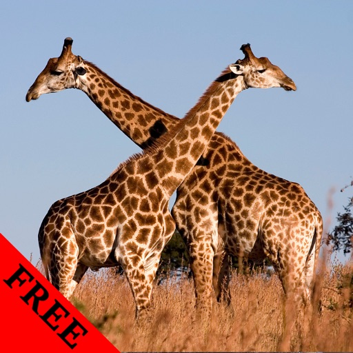 Giraffe Photos & Video Galleries FREE icon